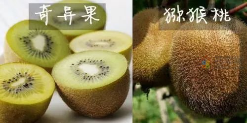 奇异果和猕猴桃是同一种水果吗「区别讲解」-第2张图