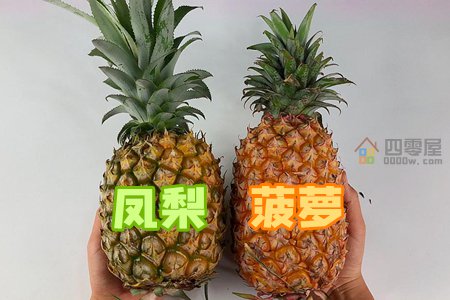 凤梨和菠萝的区别：5个不同点-第1张图